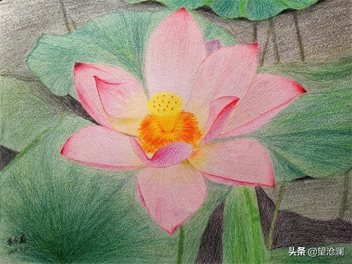 怎么用彩铅画荷花?沧澜分分钟教会你,成画简直美爆了