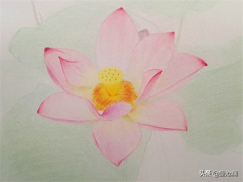 怎么用彩铅画荷花?沧澜分分钟教会你,成画简直美爆了