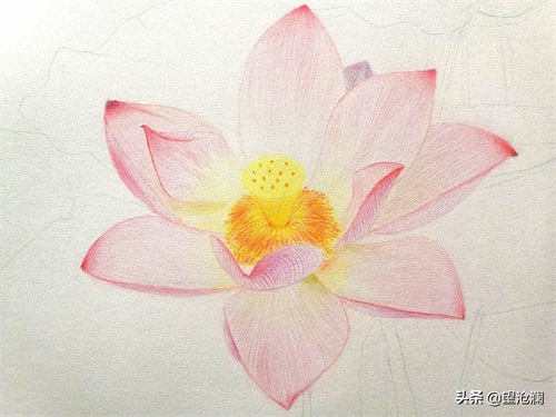 怎么用彩铅画荷花?沧澜分分钟教会你,成画简直美爆了