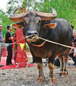 传奇牛王——擎天柱