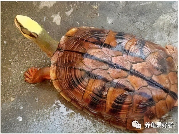 乌龟壳变软怎么回事-(乌龟壳变软了是啥原因)