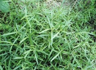 ​蛇舌草有几种(蛇舌草长什么样子)