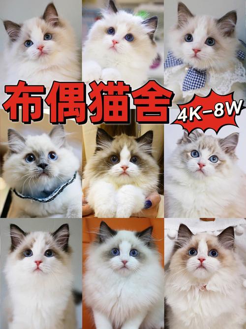布偶猫的平均价格