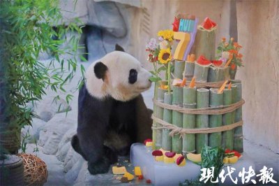 ​干饭兄妹！南通双胞胎熊猫“星辉”“星繁”迎七岁生日